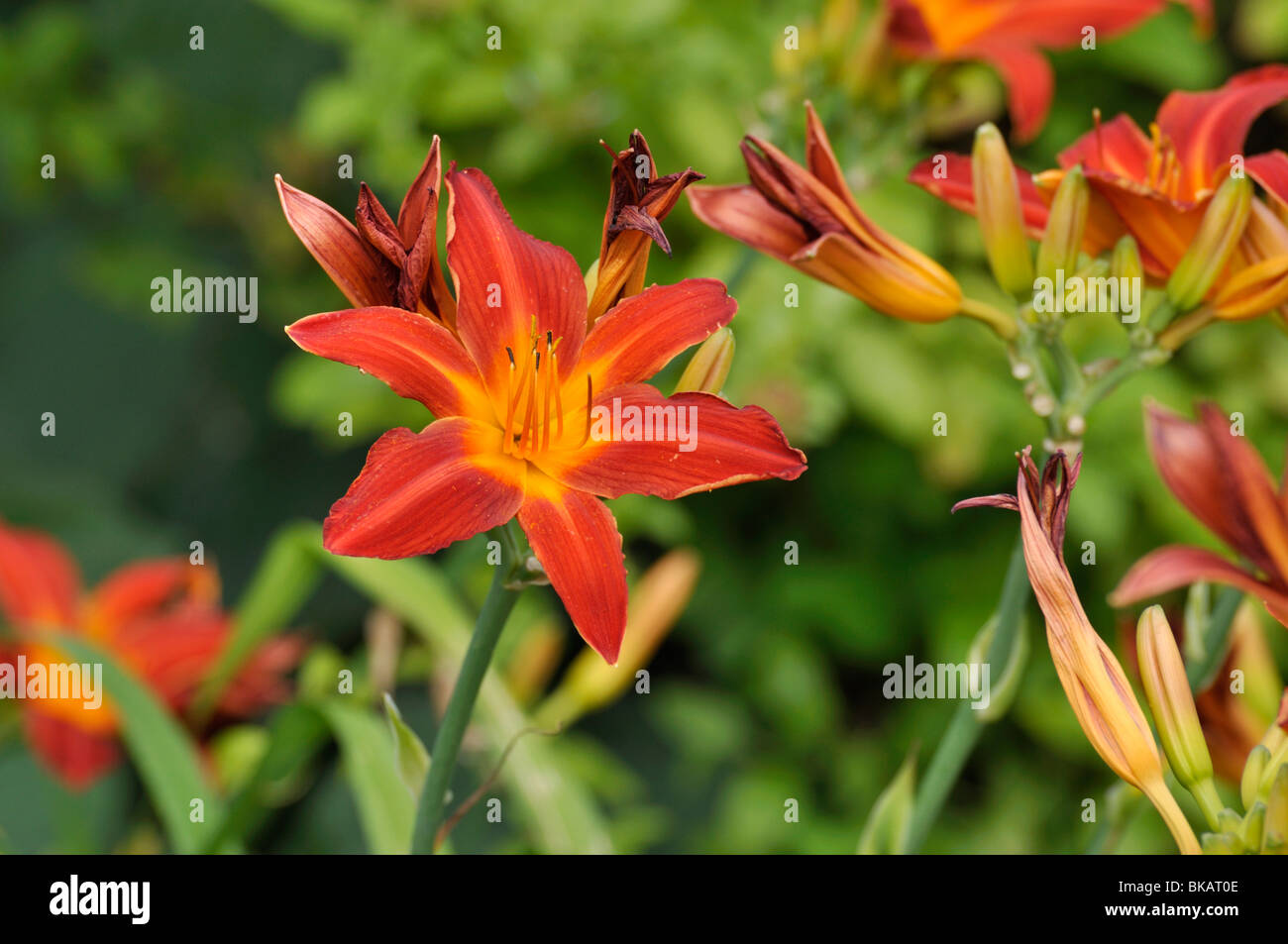 Day lily (Hemerocallis Shining Plumage) Stock Photo