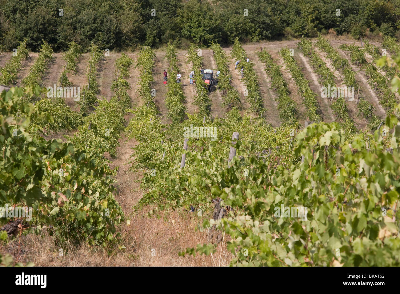 Vintage in Tuscany, Italy Stock Photo Alamy