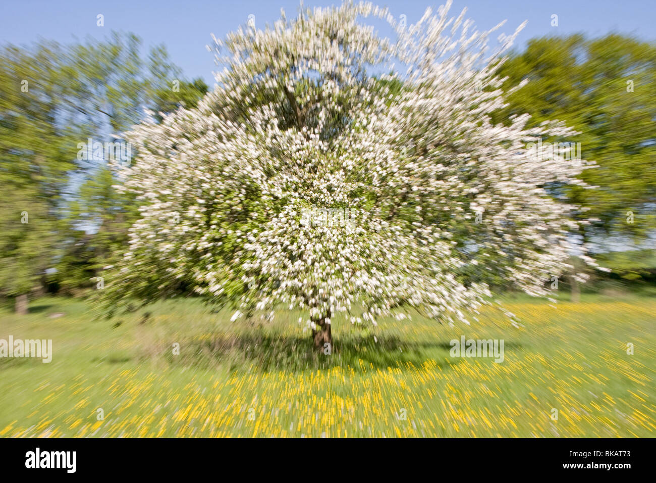 Zoomed fruit tree Stock Photo