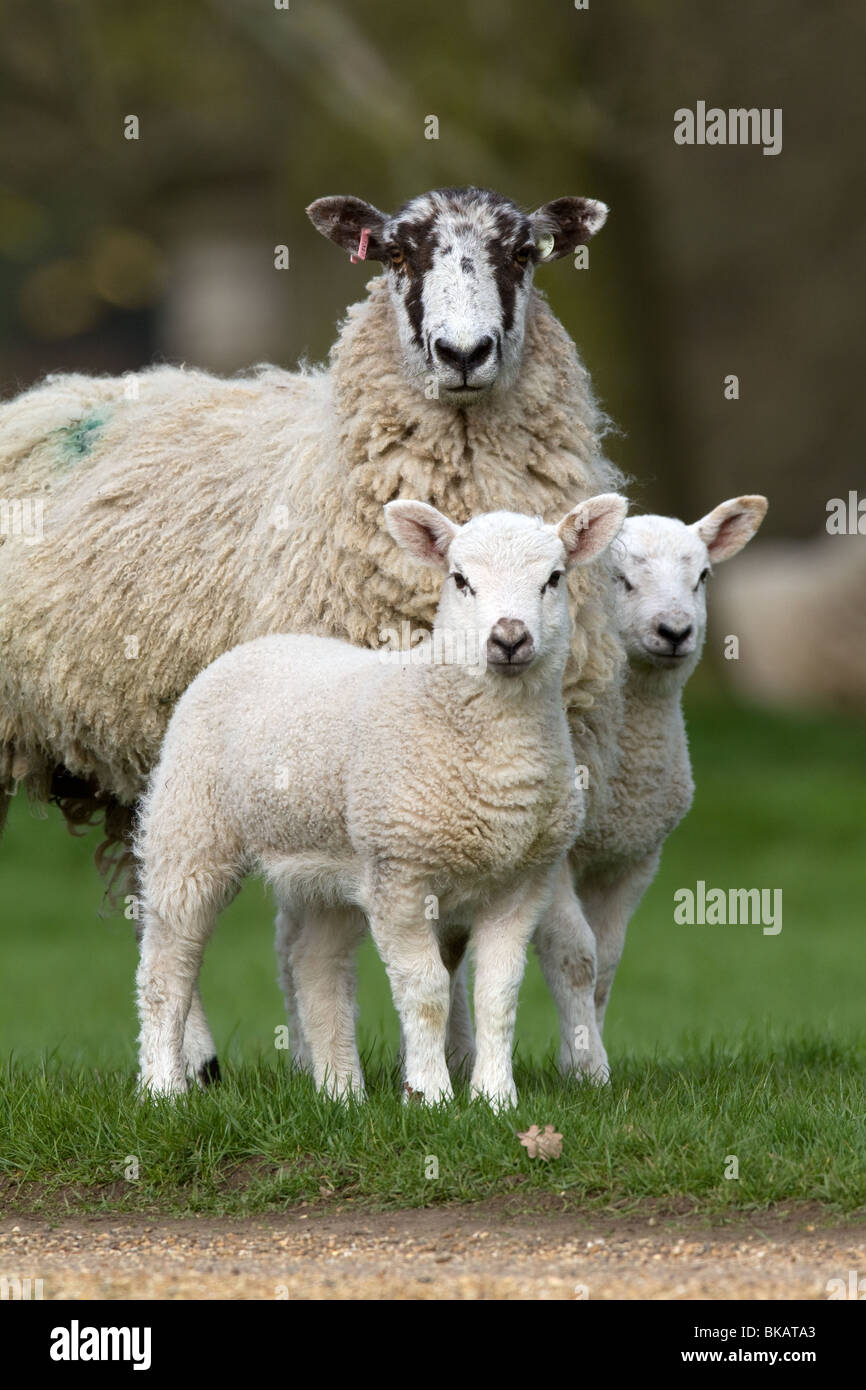 Ewe and lambs Stock Photo