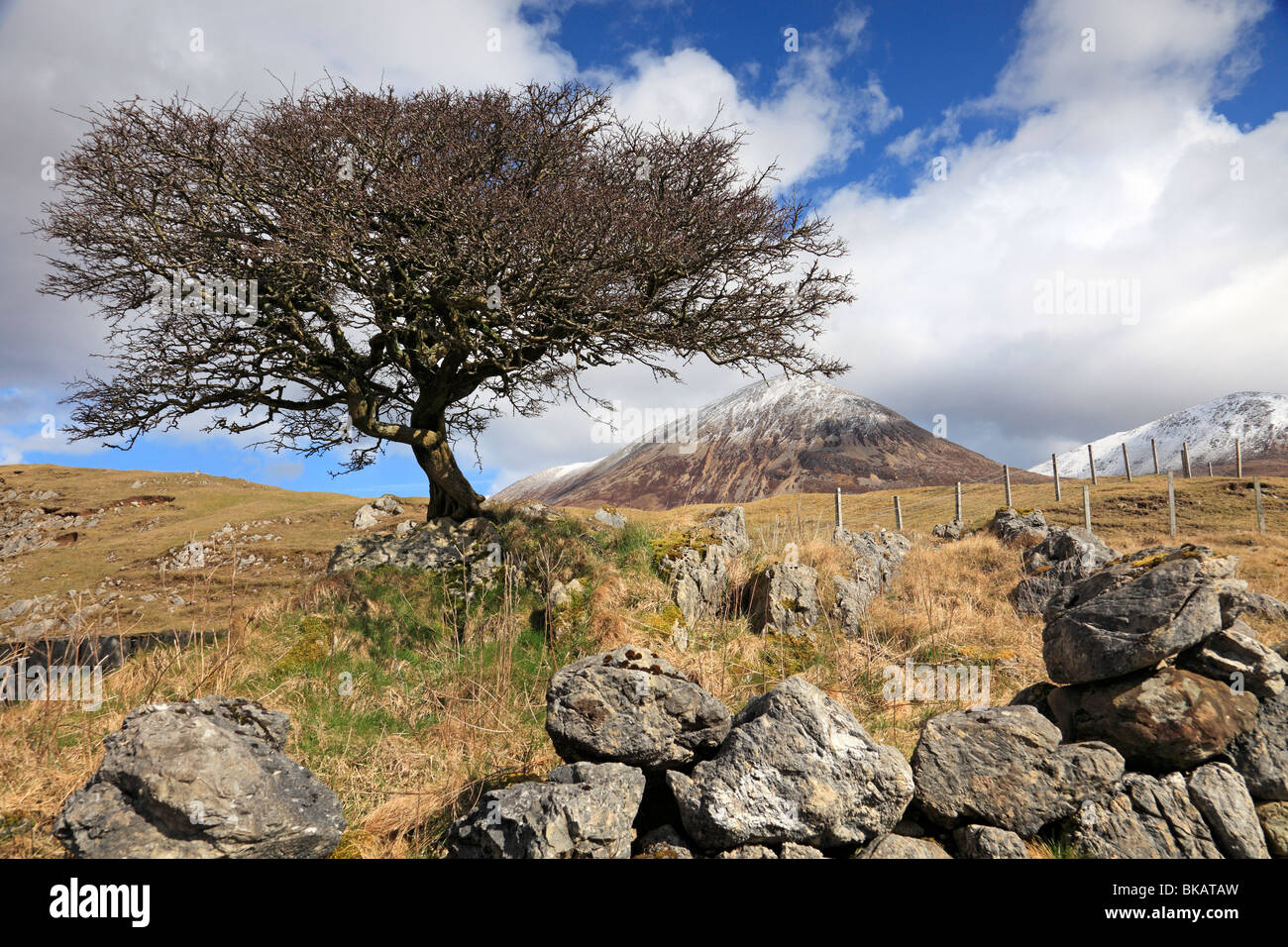 Solitary tree near Torrin, Isle of Skye, Scotland Stock Photo