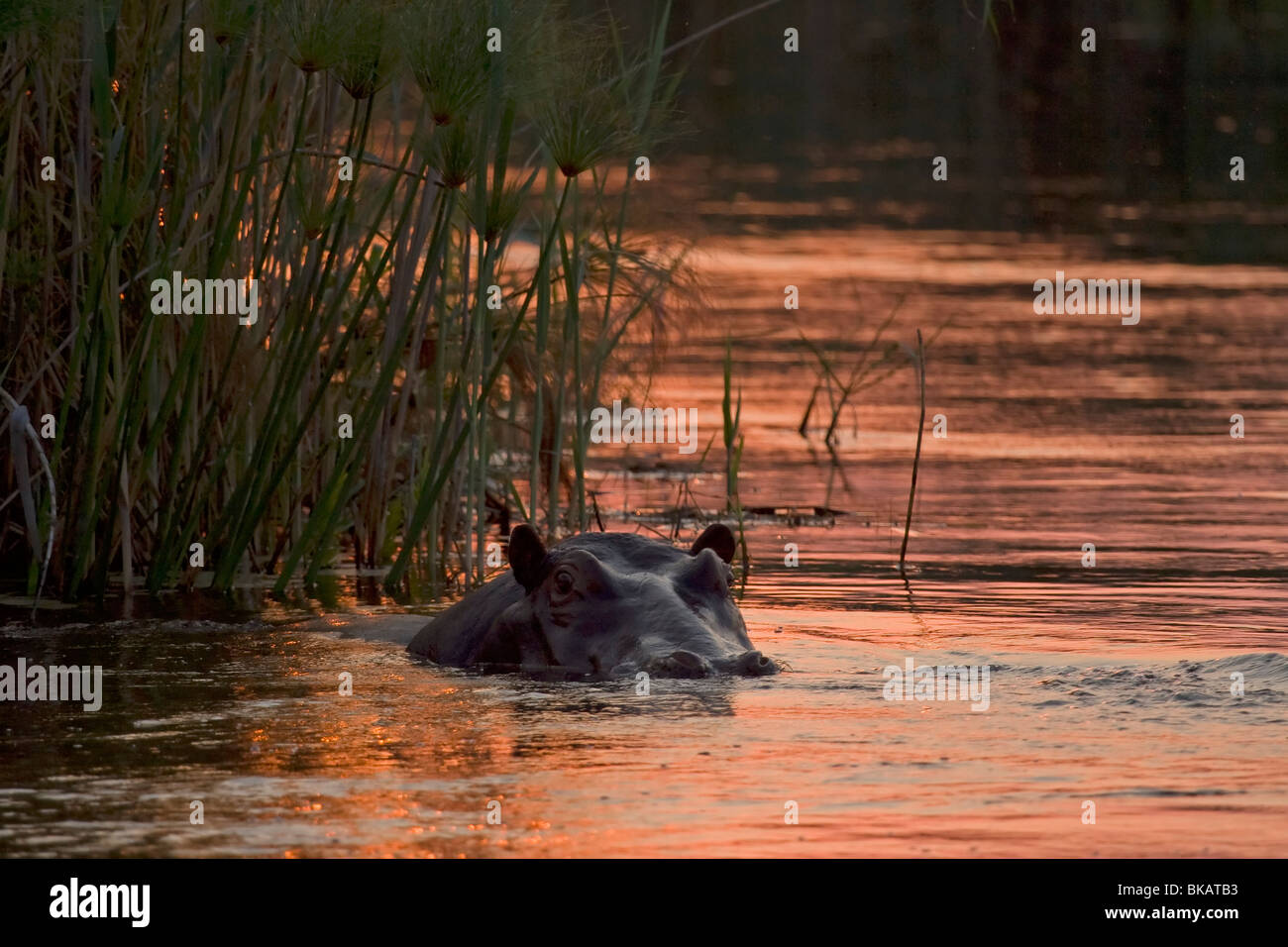 Hippopotamus in sundown (Hippopotamus amphibius) Stock Photo