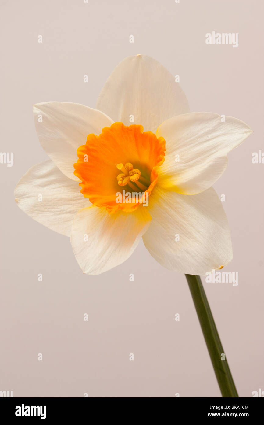Trumpet daffodil high key Stock Photo Alamy