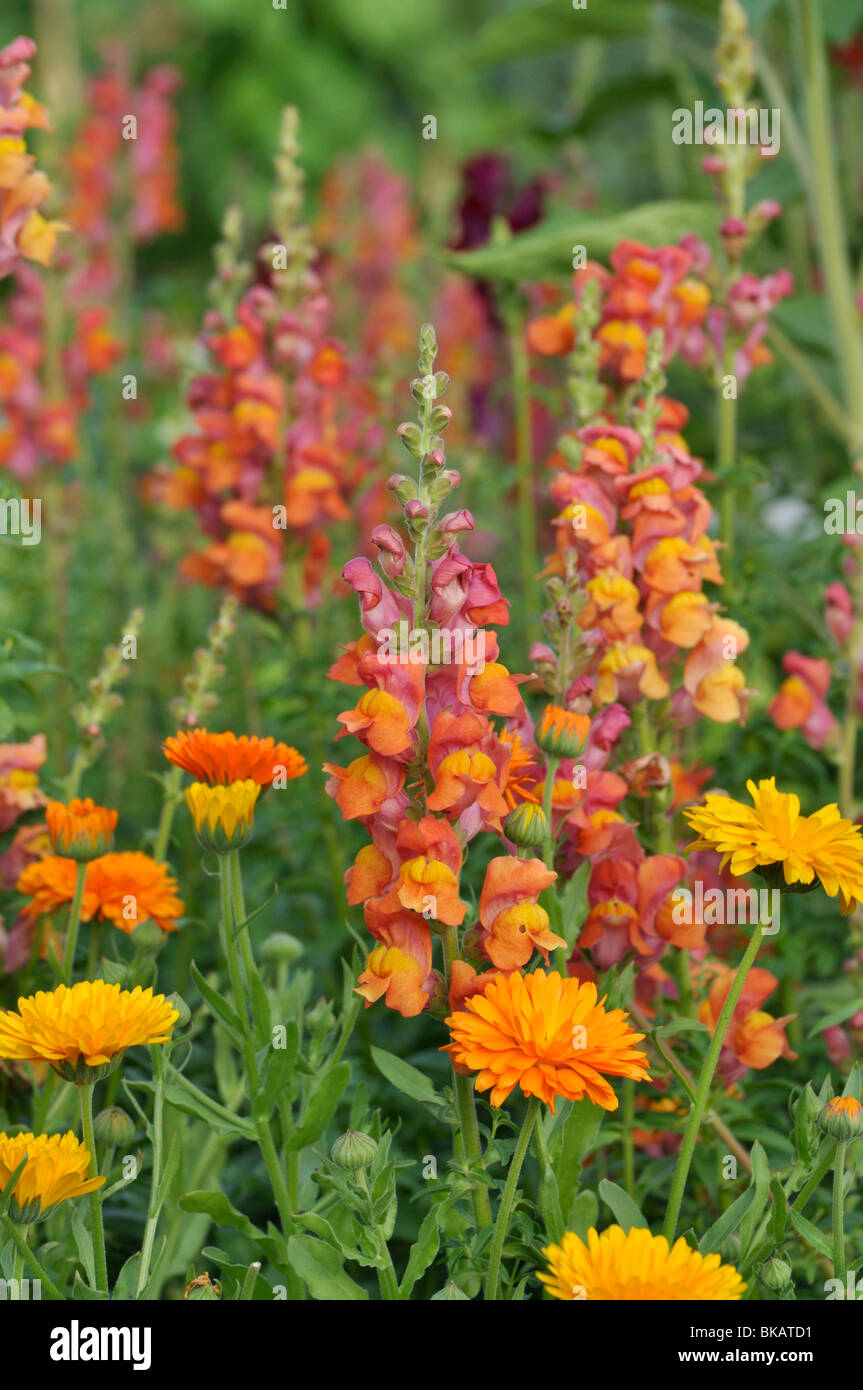 Snapdragon (Antirrhinum majus) and pot marigold (Calendula officinalis) Stock Photo