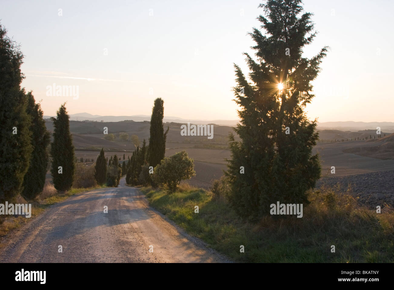 Cypresses alley in Tuscany, Italy Stock Photo