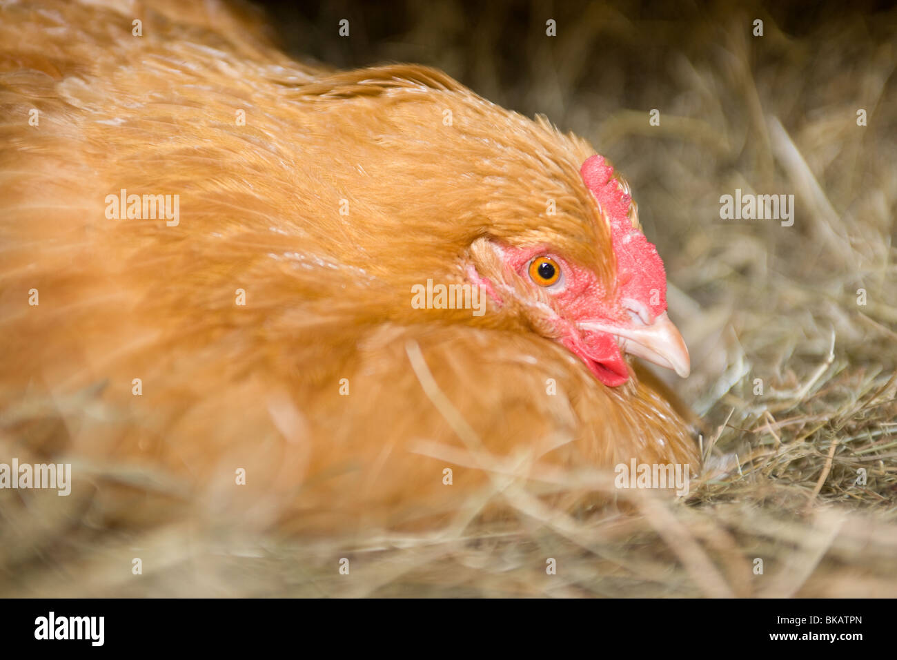 Buff Orpington Hen on the nest Stock Photo