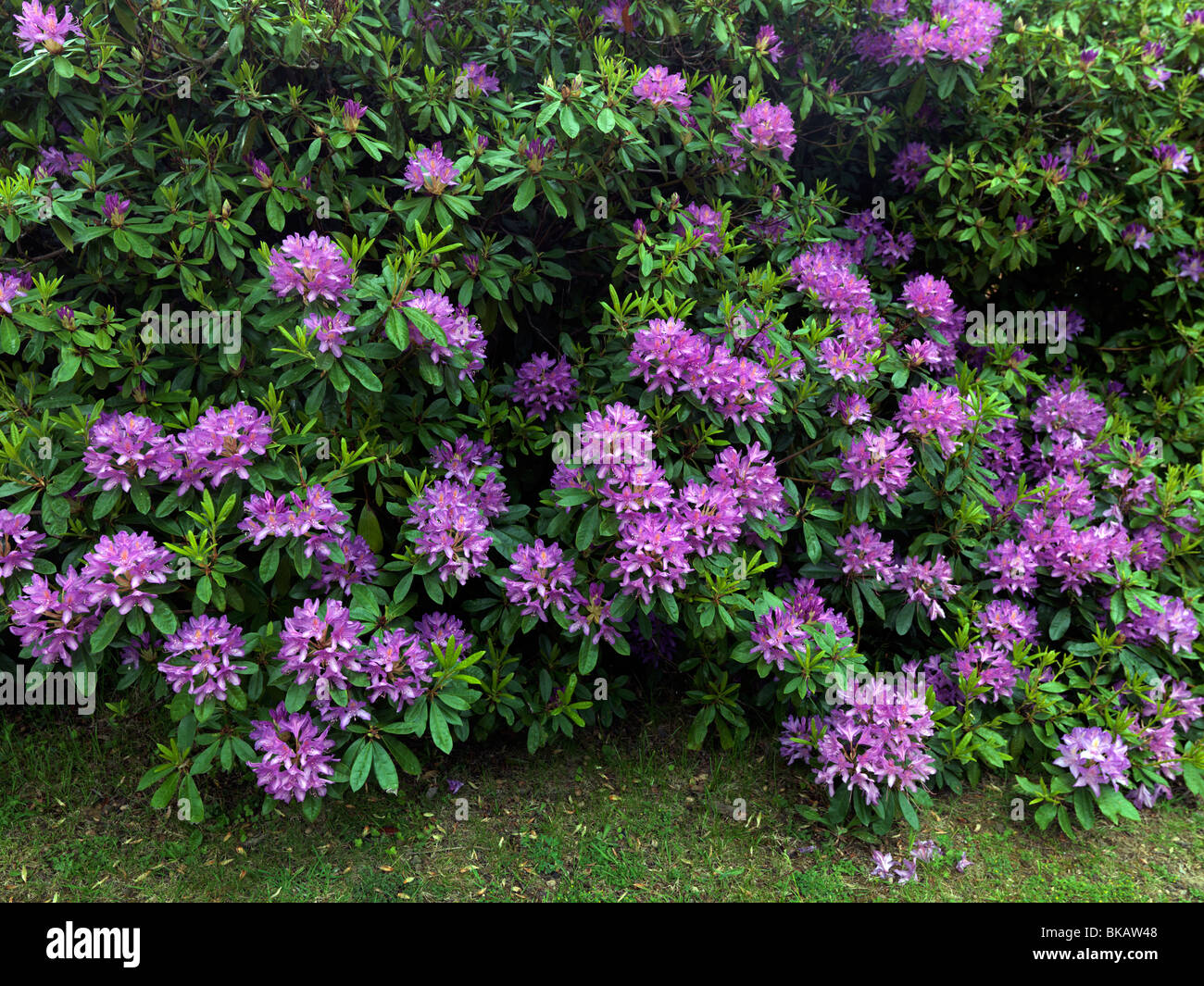 Wild rhododendrons England Stock Photo