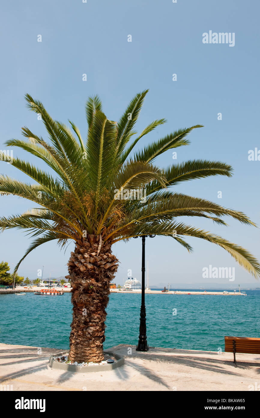 palm tree at the harbor of Pylos in Greece Stock Photo