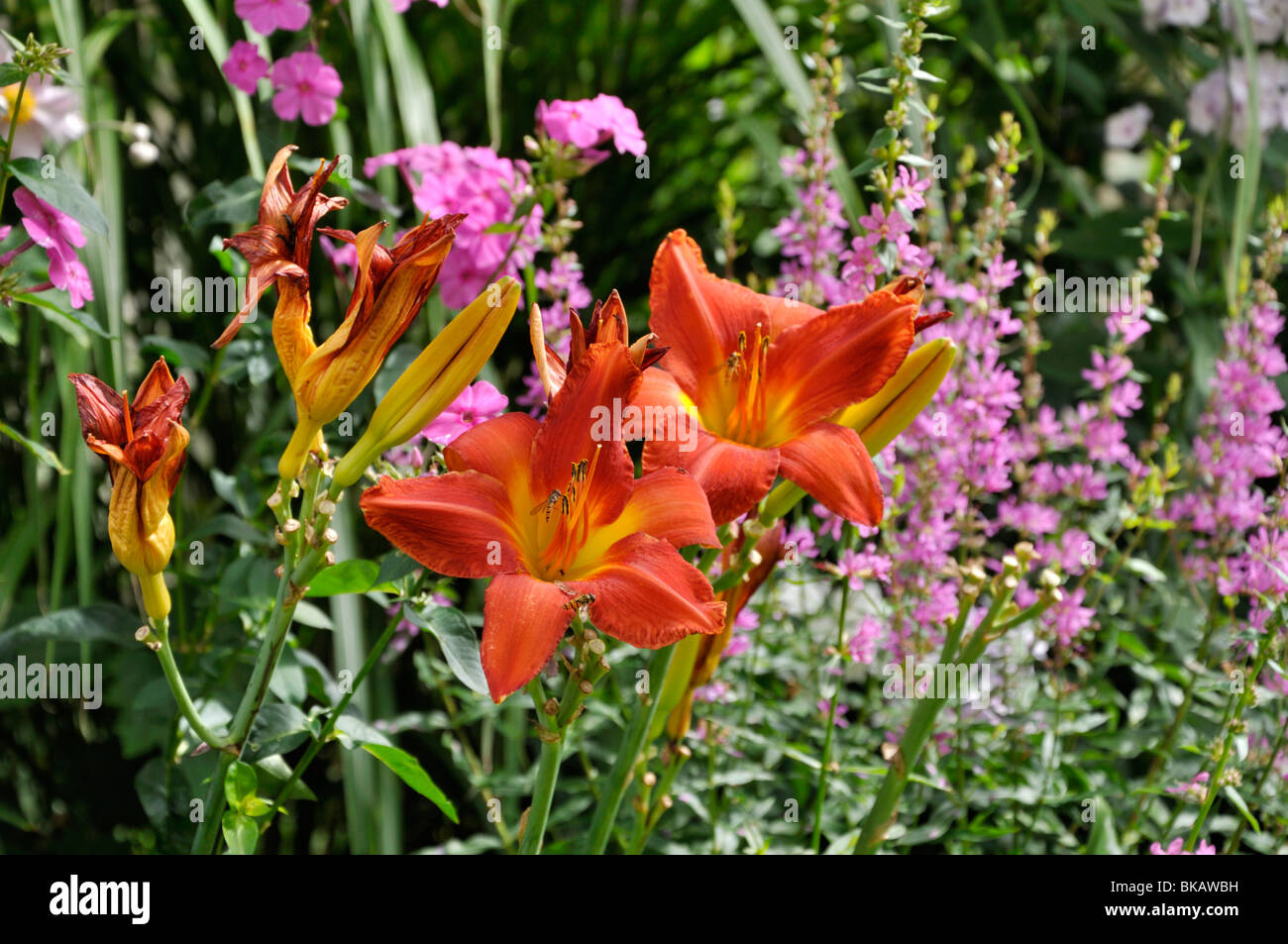 Day lilies (Hemerocallis), garden phlox (Phlox paniculata) and purple loosestrife (Lythrum salicaria) Stock Photo