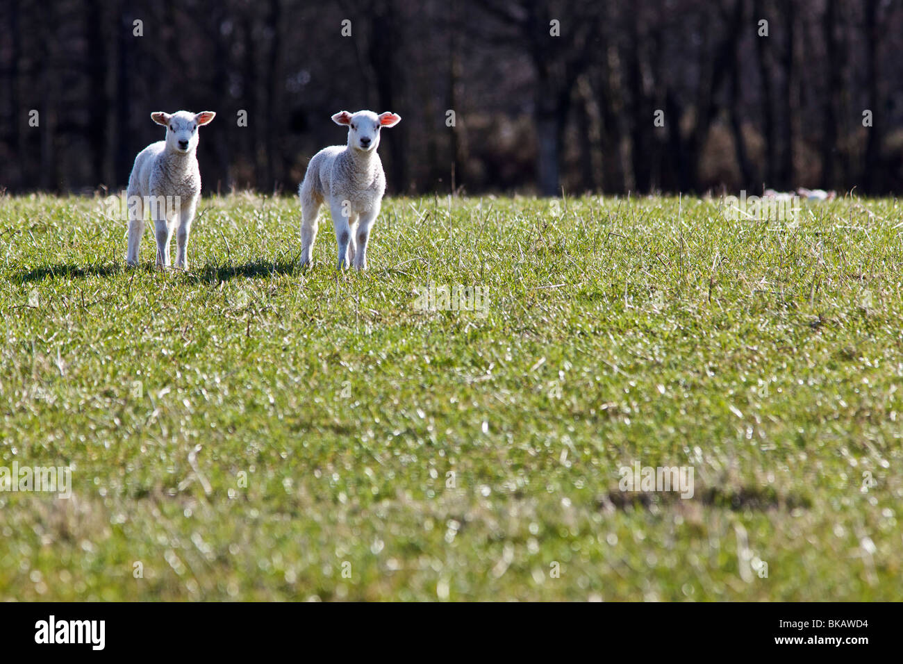 Fresh born young juvenile green hi-res stock photography and images - Alamy