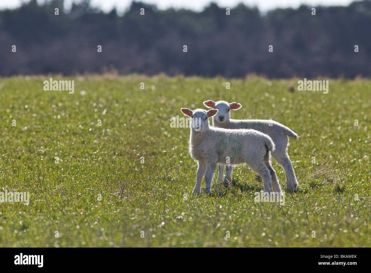 Mutton of the earth hi-res stock photography and images - Alamy