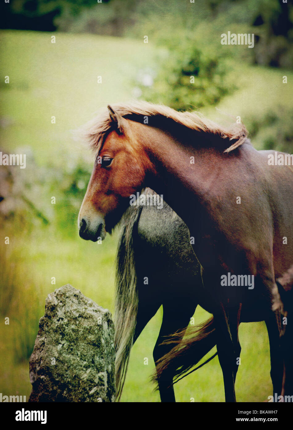 horses on Dartmoor, England, UK Stock Photo