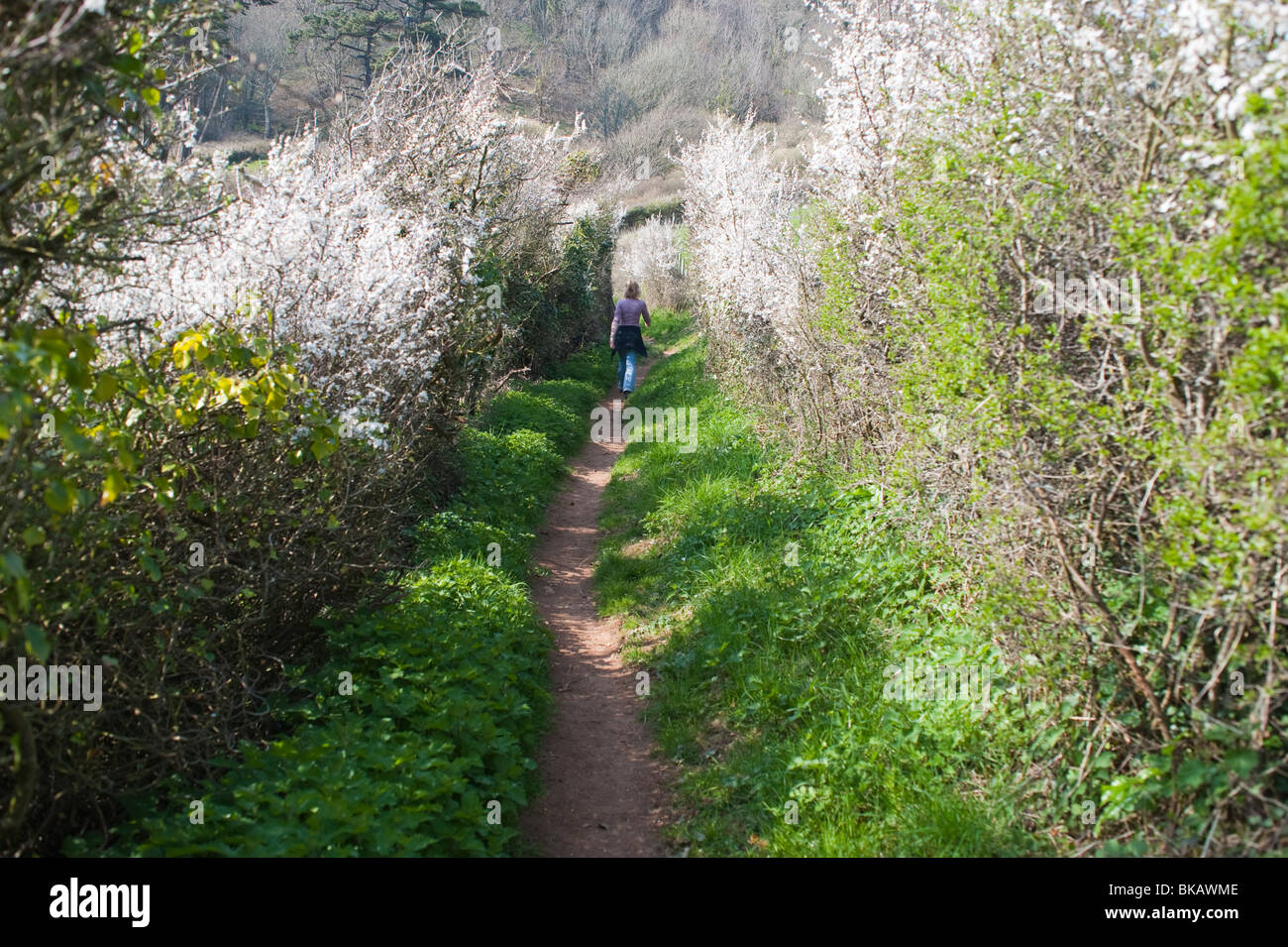 Woman walking along a Coast path Stock Photo - Alamy