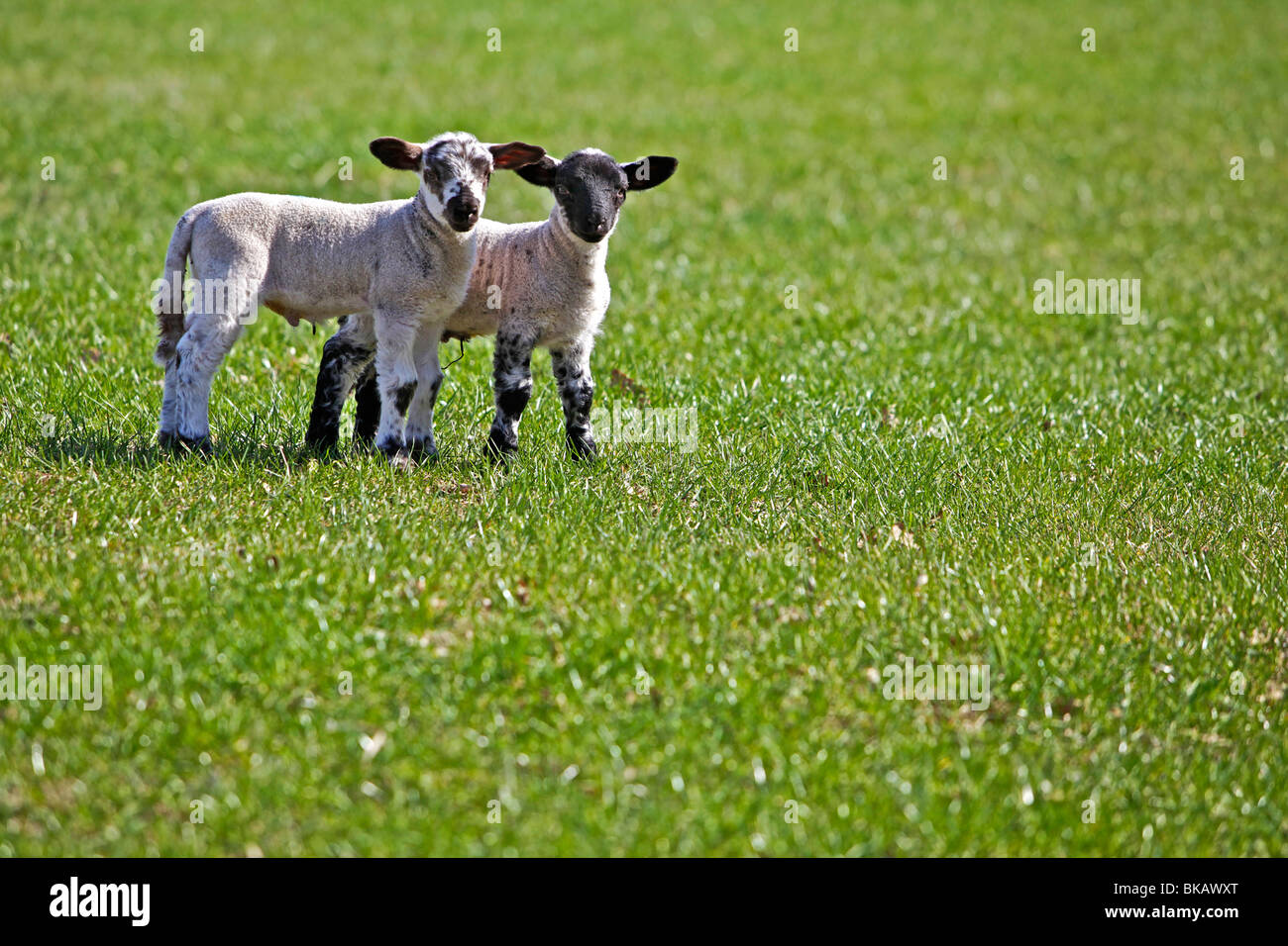 Spring lambs in green pasture field on sunny day Stock Photo - Alamy