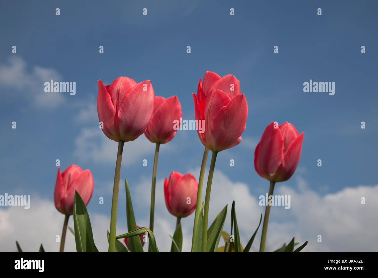 Red Tulips and a blue sky with clouds Stock Photo - Alamy