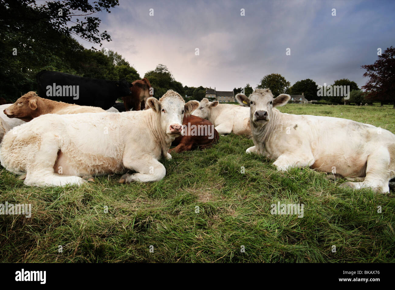 cows laying down Stock Photo