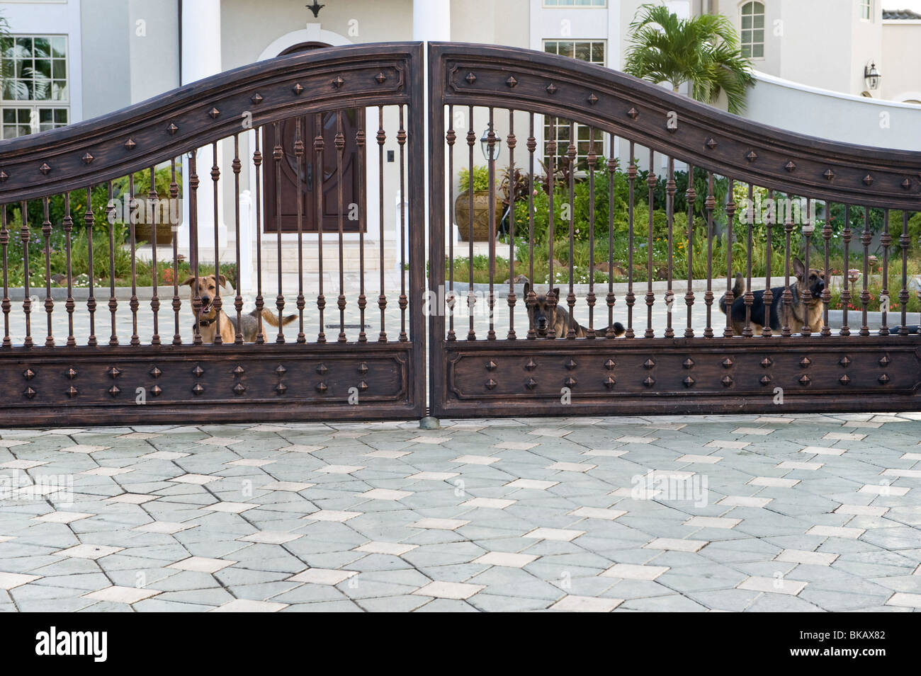 Dog guard cheap gate