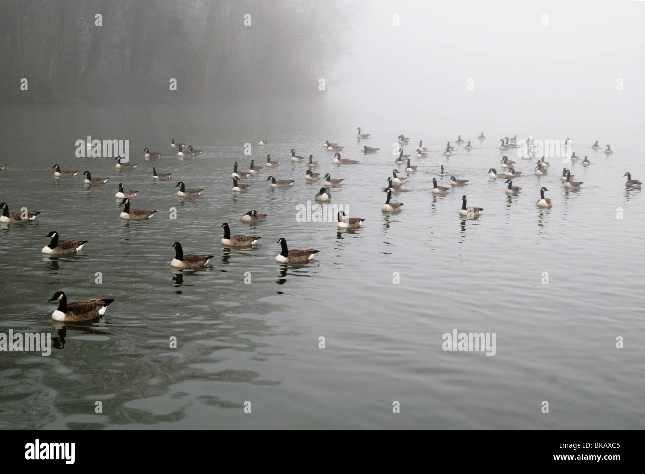 ducks on a lake Stock Photo