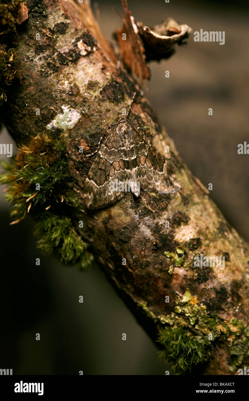 Spruce Carpet (Thera britannica Stock Photo Alamy