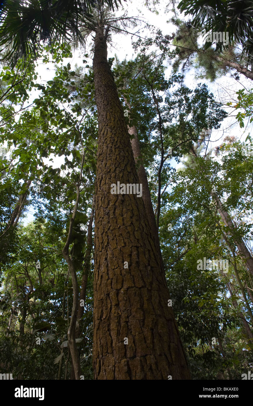 Caribbean Pine (Pinus caribaea) tree in forest habitat St. Lucia