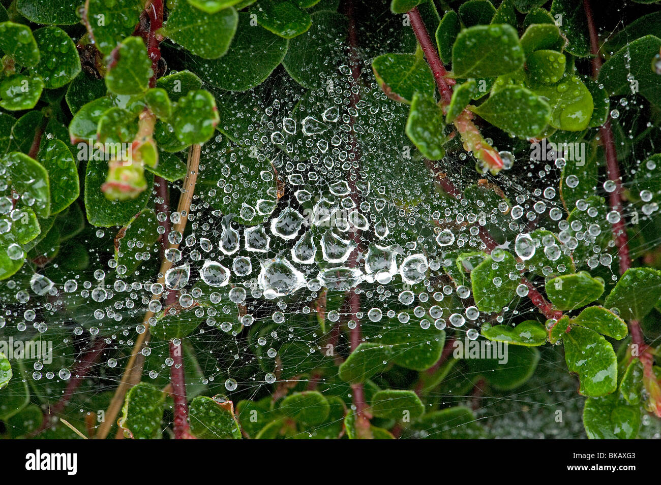 Raindrops on spiders web on cowberry, Vaccinium vitis-idaea Stock Photo