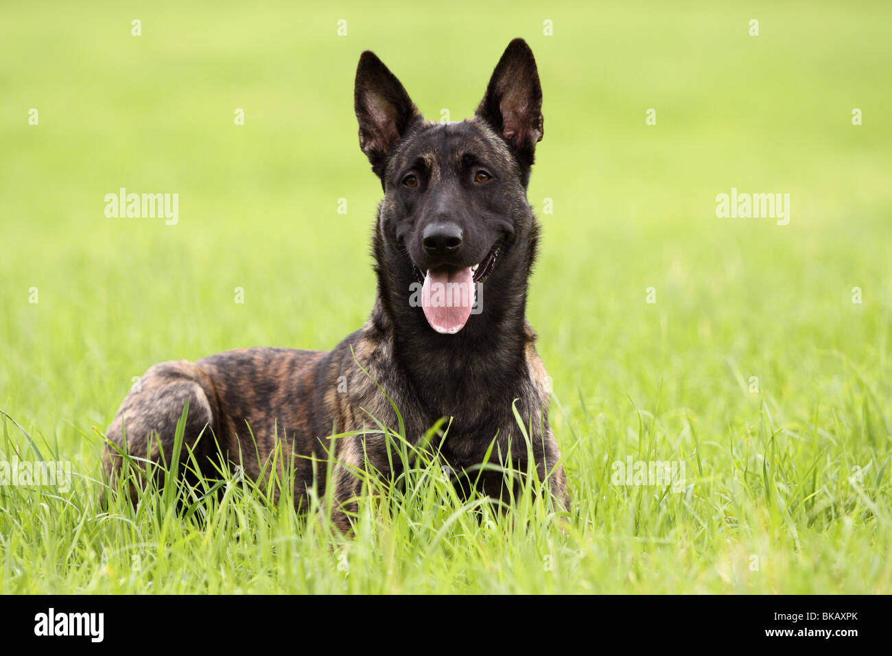 Dutch Shepherd Dog Stock Photo