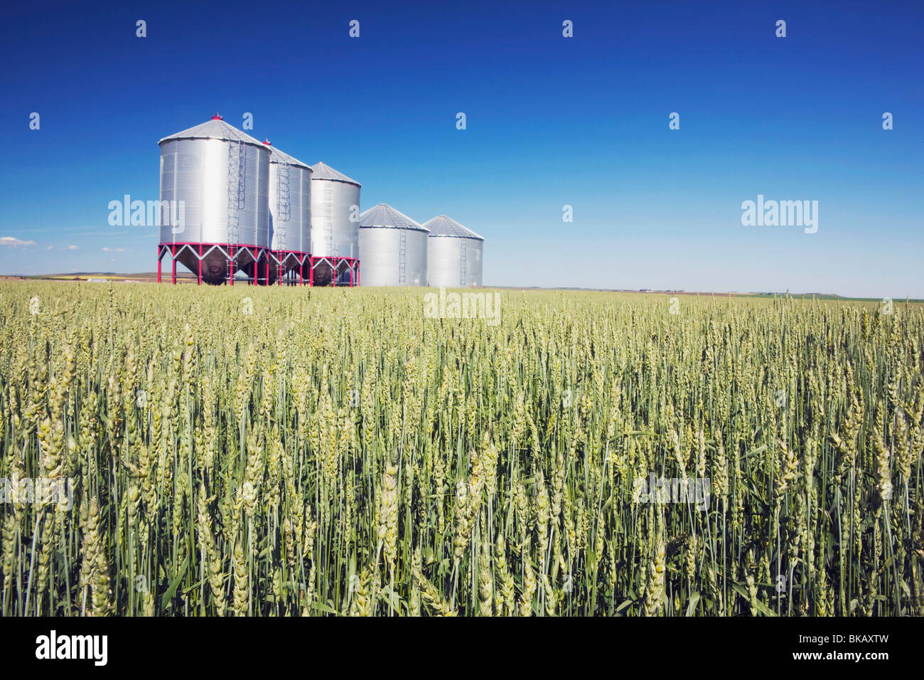 Row Of Metal Grain Bins In Green Wheat Field, Alberta, Canada Stock Photo