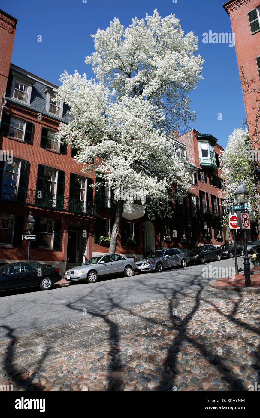 Cobblestone street, flowering tree, Beacon Hill, Boston, Massachusetts Stock Photo