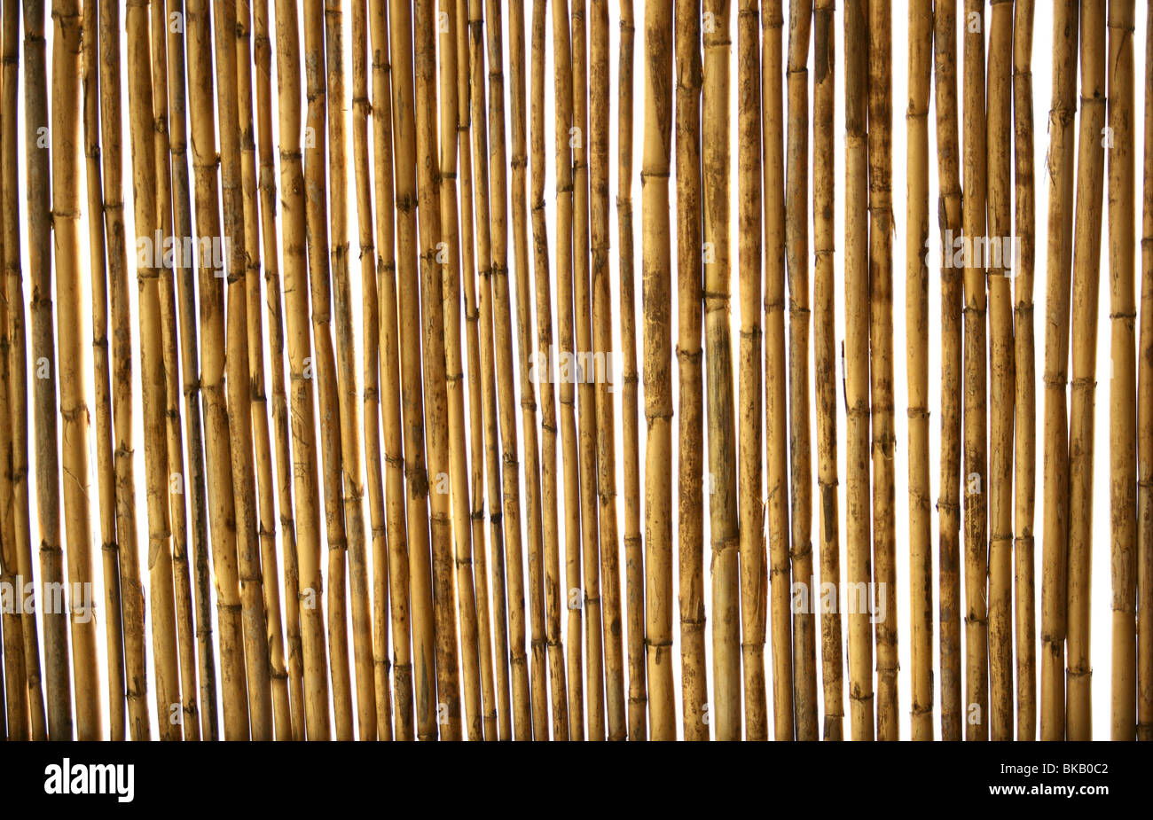 Dry golden dry cane texture background Stock Photo - Alamy