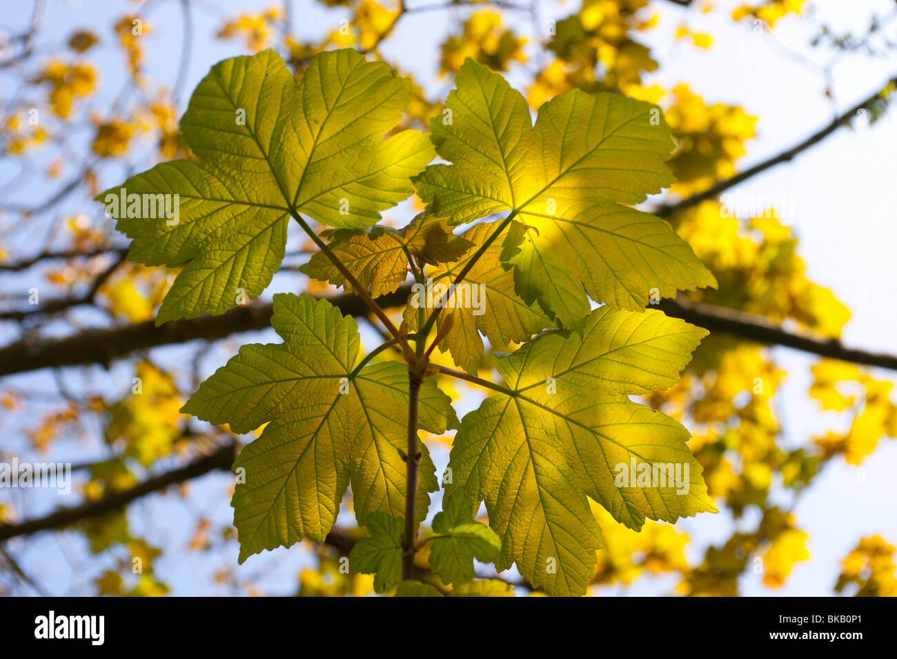 New leaves opening on a sycamore tree Stock Photo