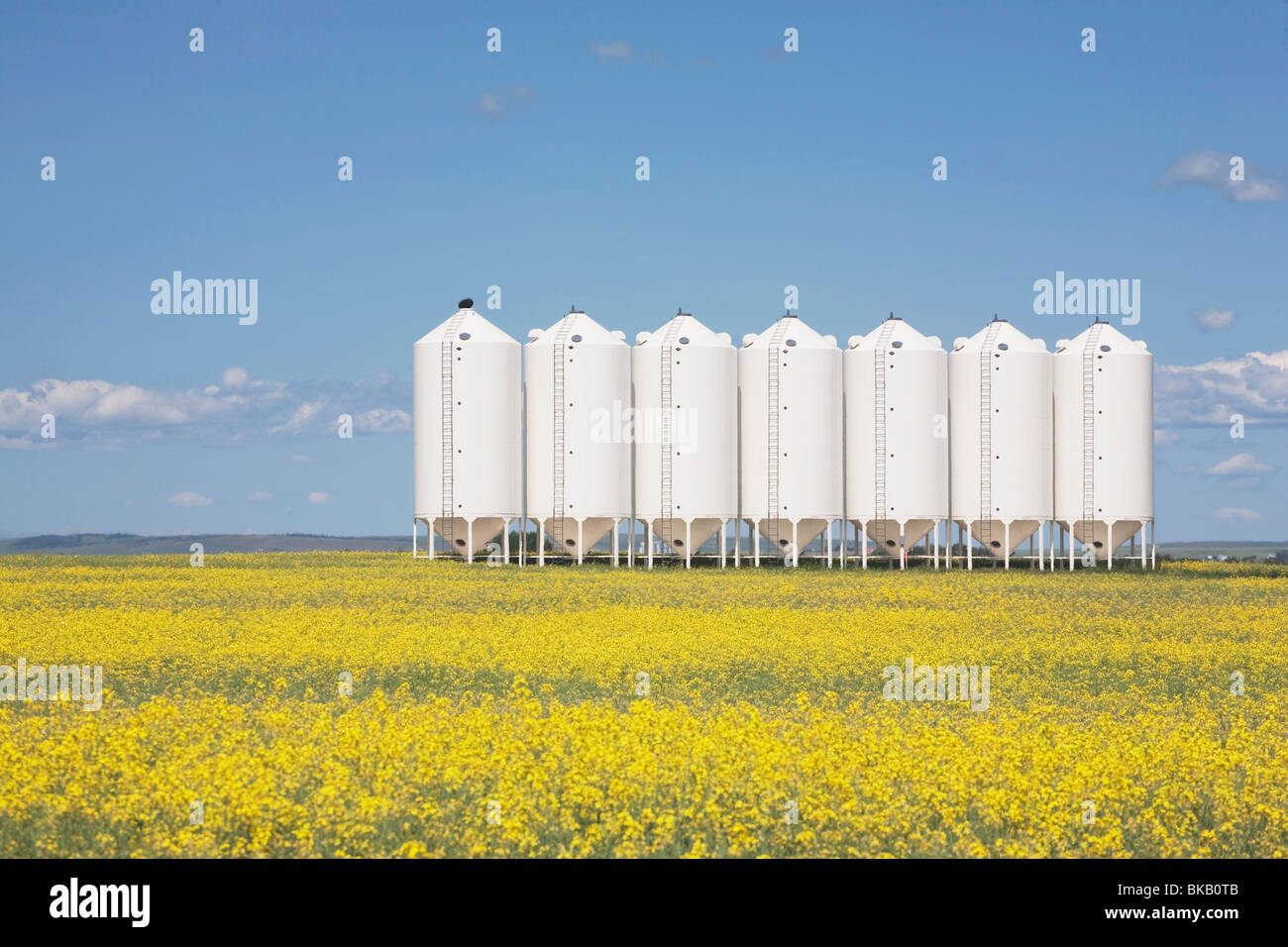 Alberta, Canada; Row Of Metal Grain Bins In A Flowering Canola Field
