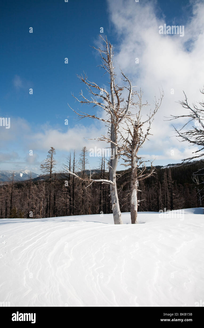 Whitebark Pine Trees on the edge of the Gnarl Ridge fire line, Cooper
