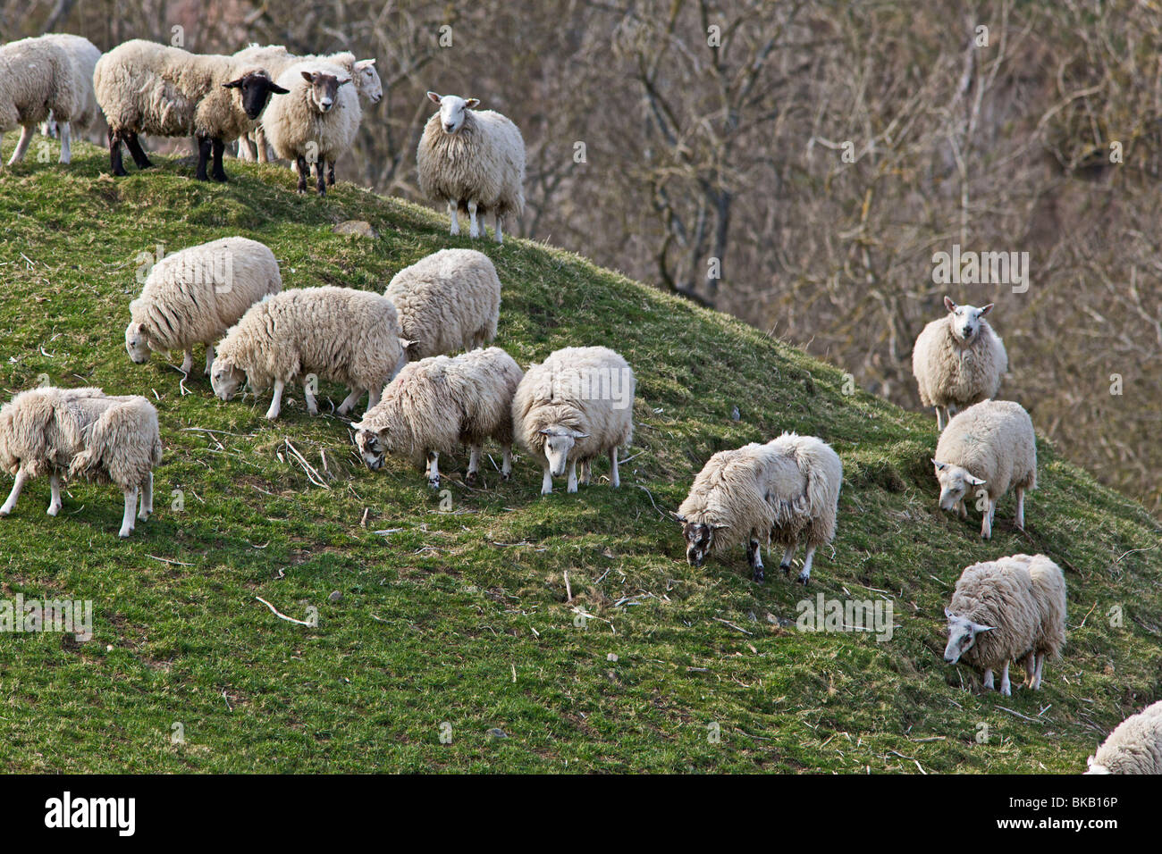 Sheep feeding on hillside Stock Photo