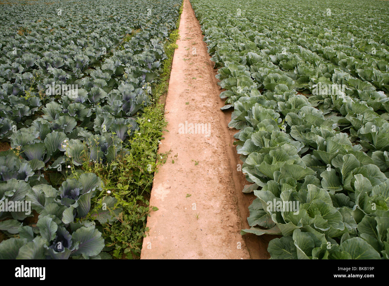 Cabbage fields in Spain, rows of vegetable food Stock Photo