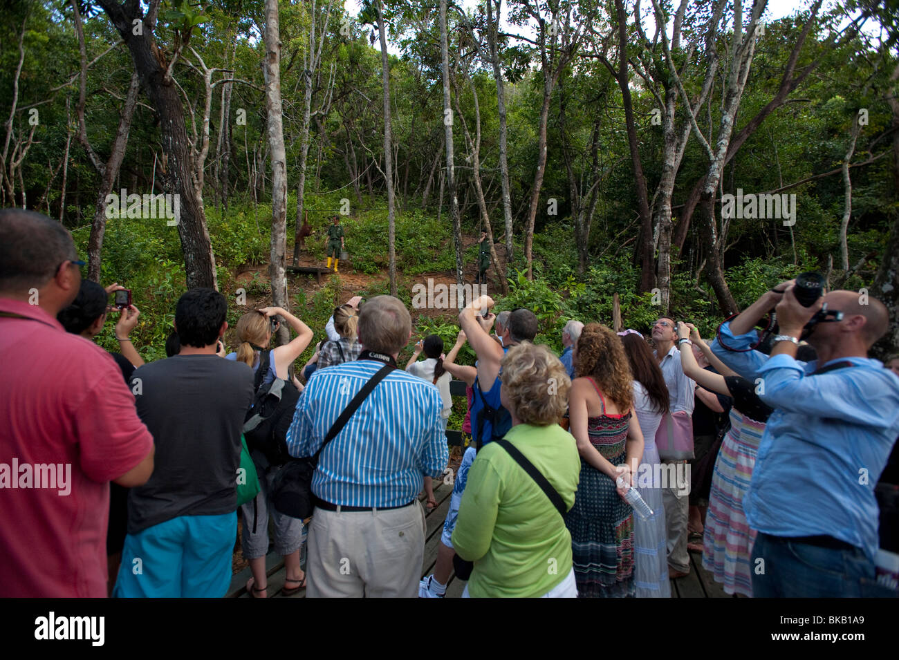 Tourists watching an Orang Utan at feeding time, Nature Reserve, Shangri-La Rasa Ria, Sabah, Malaysia Stock Photo