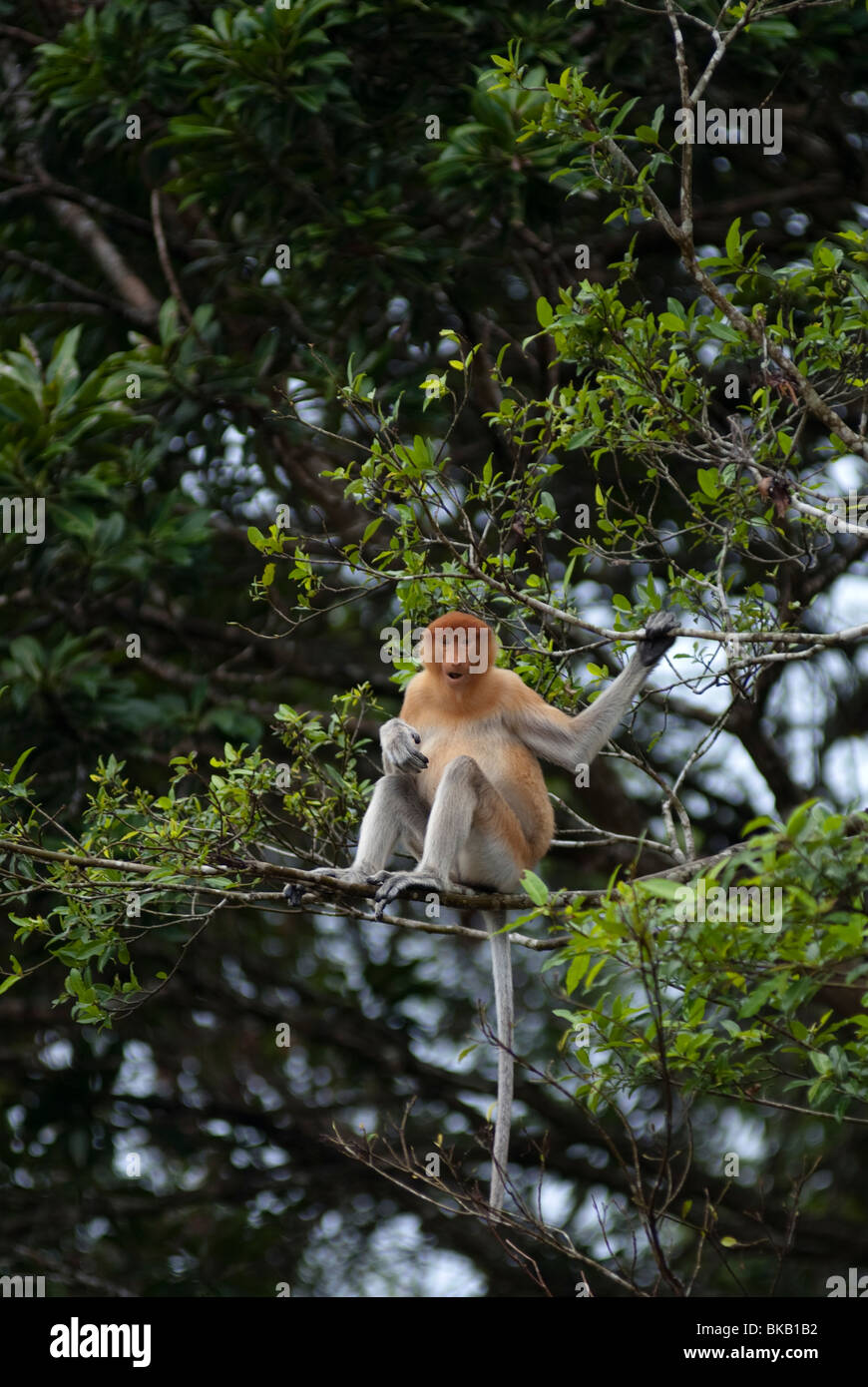 Female Proboscis Monkey, Nasalis larvatus, sitting on branches, Kinabatangan River, Sabah, Malaysia Stock Photo