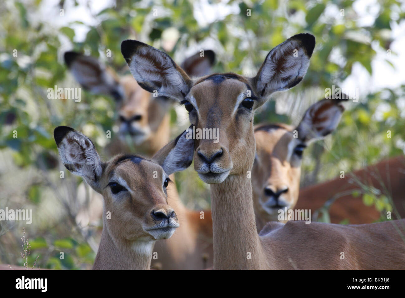 impala, kruger, south, africa Stock Photo