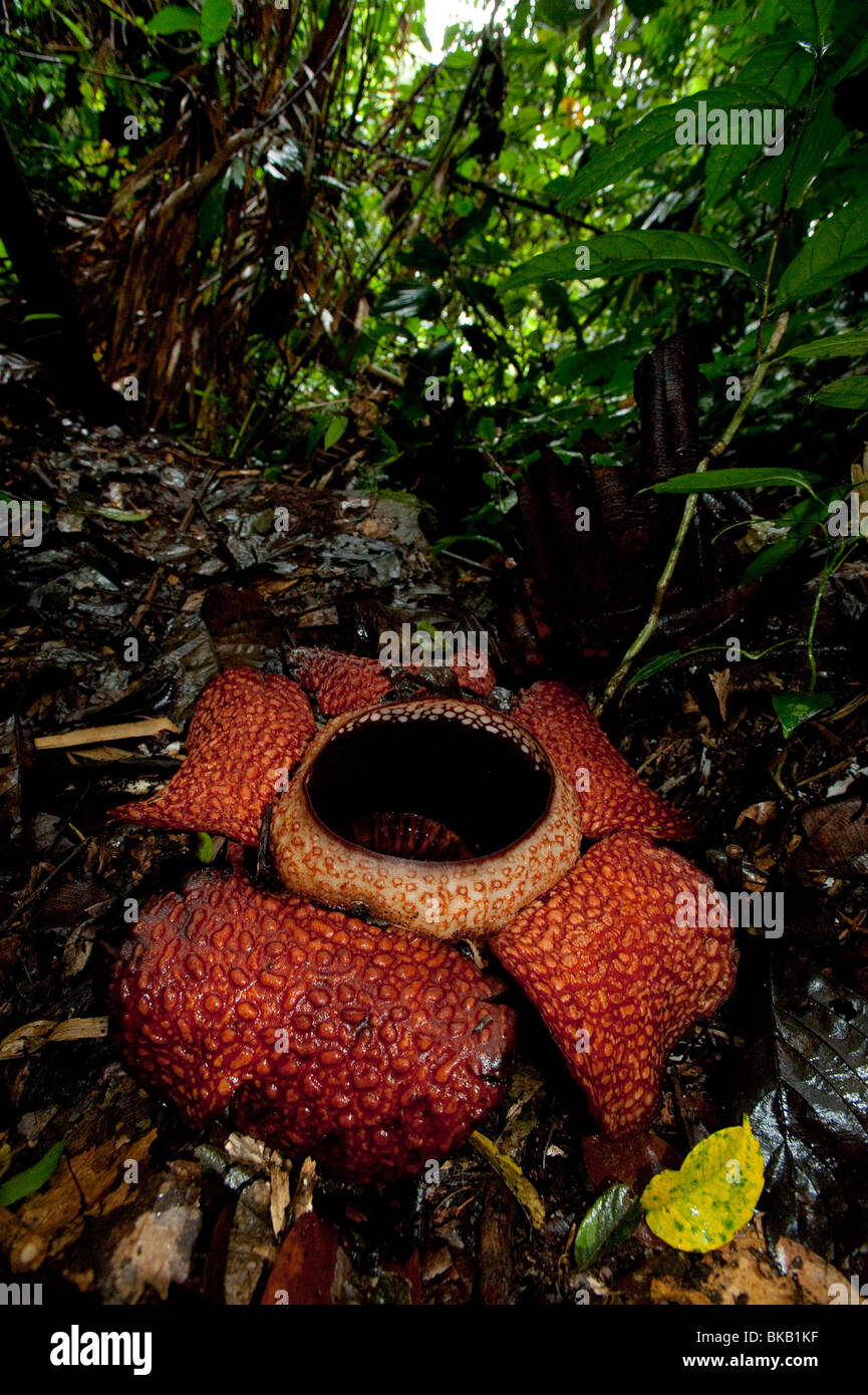 Rafflesia arnoldii in bloom, Ranau, Sabah, Malaysia Stock Photo