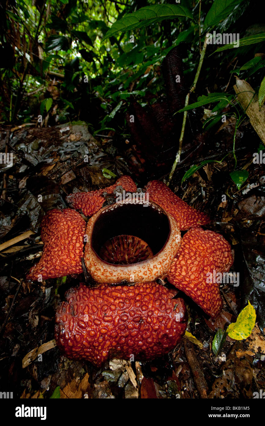 Rafflesia arnoldii hi-res stock photography and images - Alamy