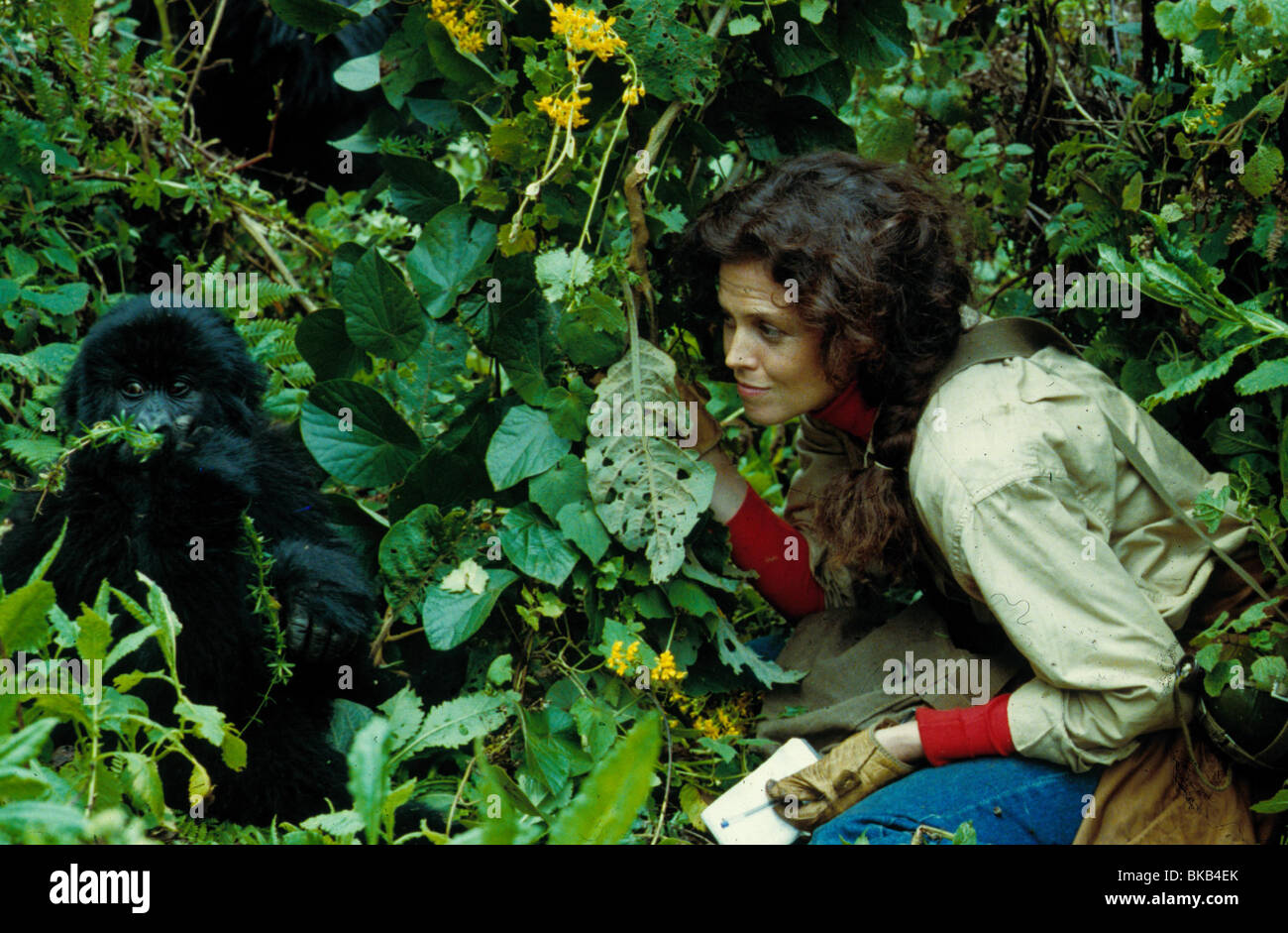 GORILLAS IN THE MIST (1988) SIGOURNEY WEAVER GRM 003 Stock Photo - Alamy