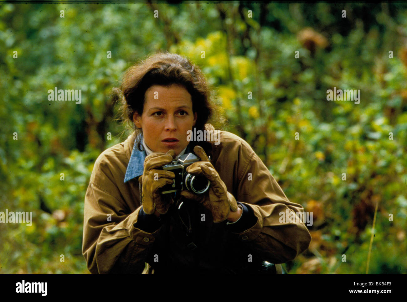 GORILLAS IN THE MIST (1988) SIGOURNEY WEAVER GRM 015 Stock Photo - Alamy