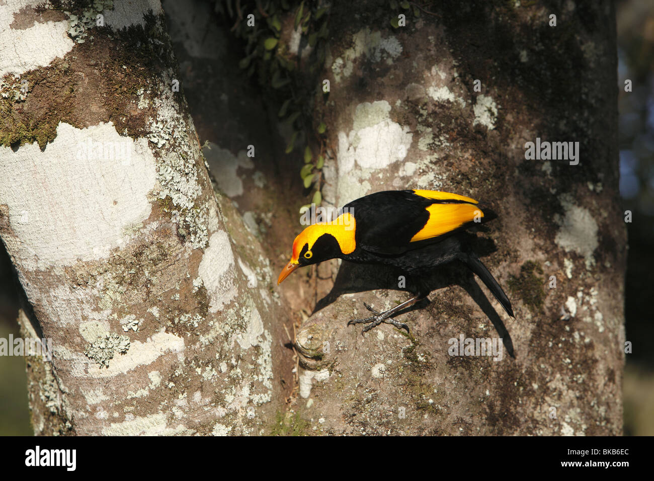 Regent Bowerbird (Sericulus chrysocephalus), male clinging to a tree trunk. Stock Photo