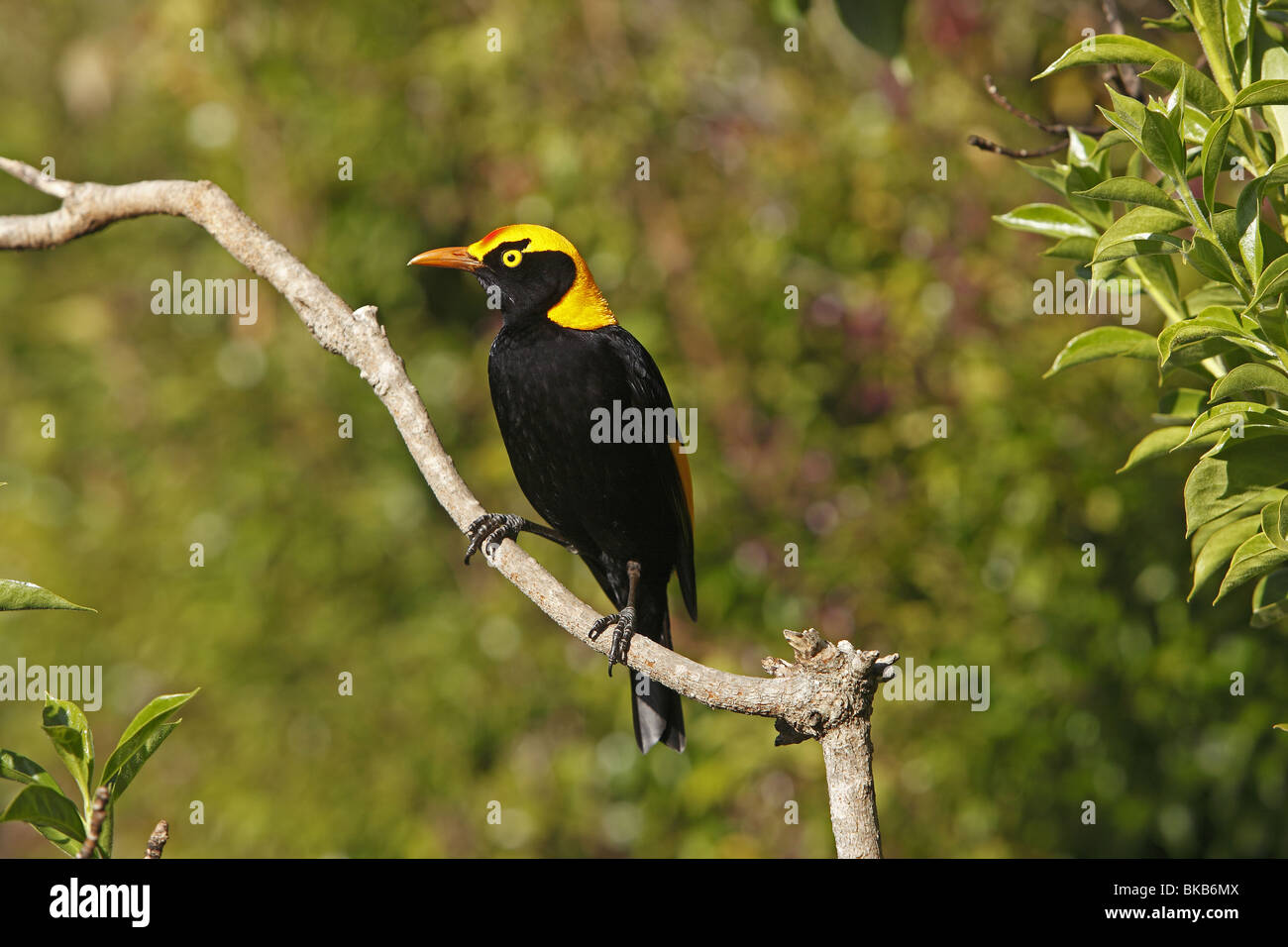 Regent Bowerbird (Sericulus chrysocephalus), male perched on a twig. Stock Photo