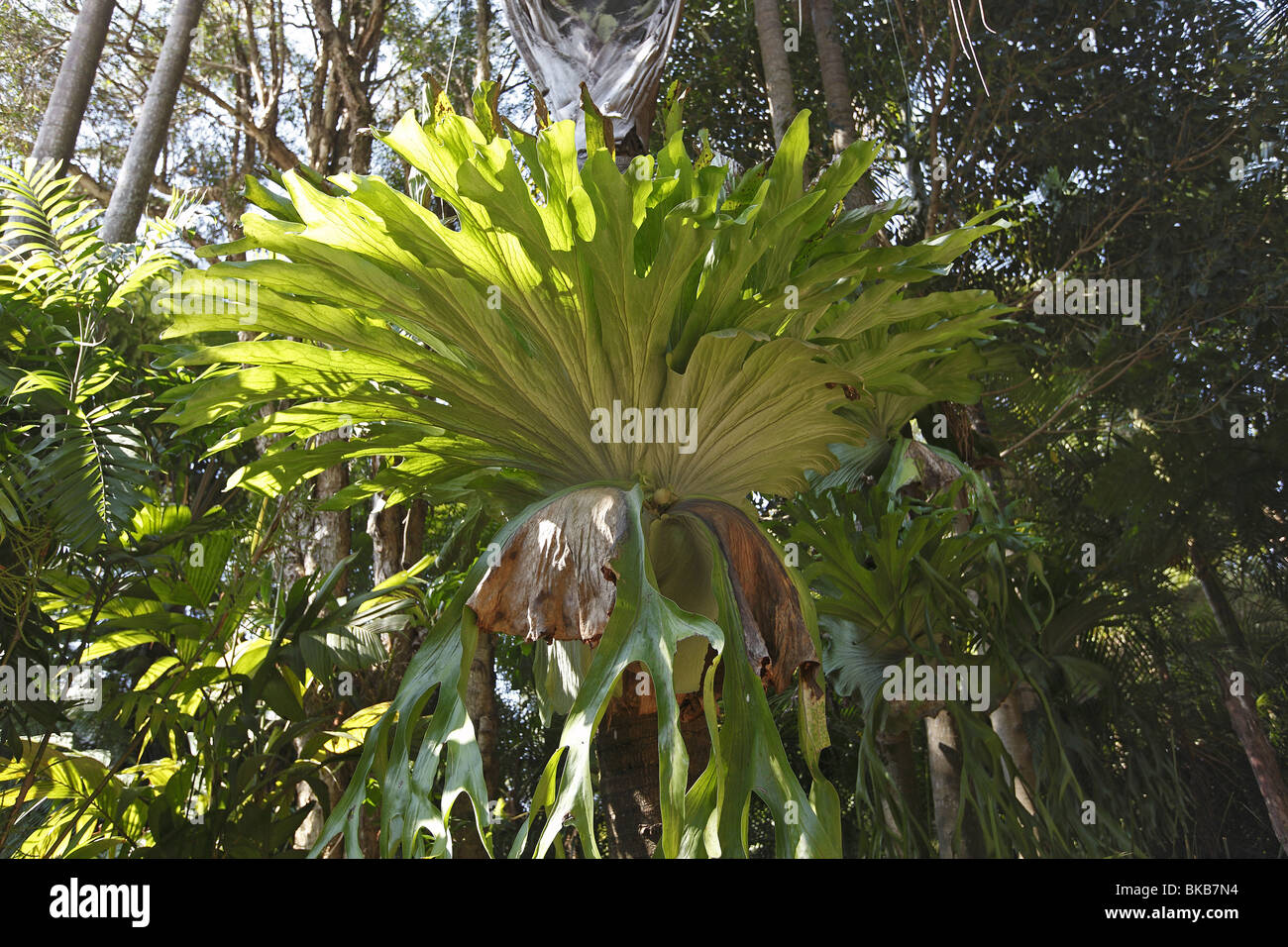 Elkhorn Fern, Staghorn Fern (Platycerium bifurcatum Stock Photo Alamy