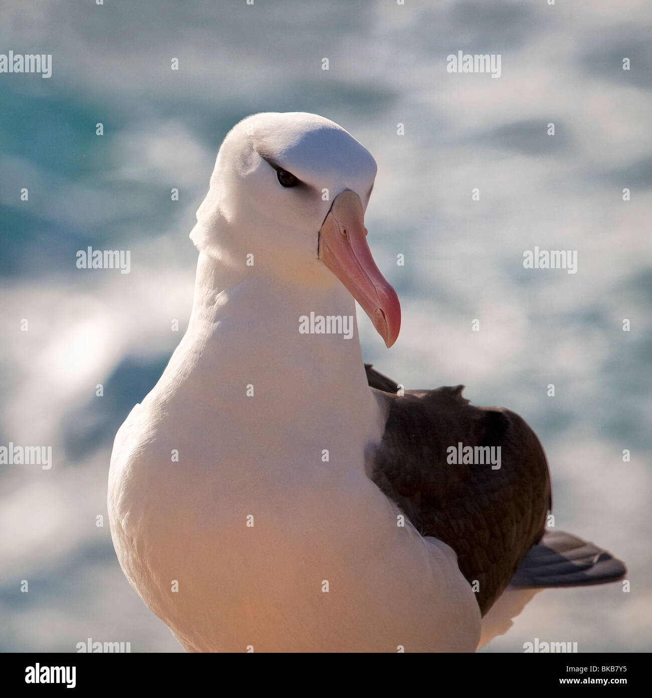 Portrait of an adult Black Browed Albatross Stock Photo
