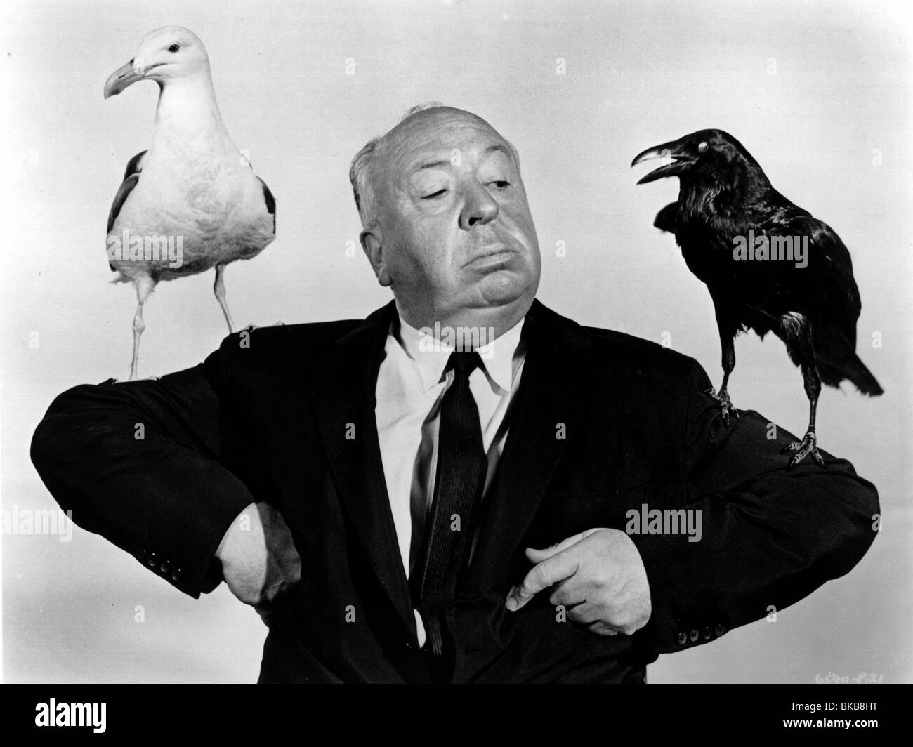 ALFRED HITCHCOCK (DIR) PORTRAIT O/S 'THE BIRDS' (1963) ALH 007P Stock Photo
