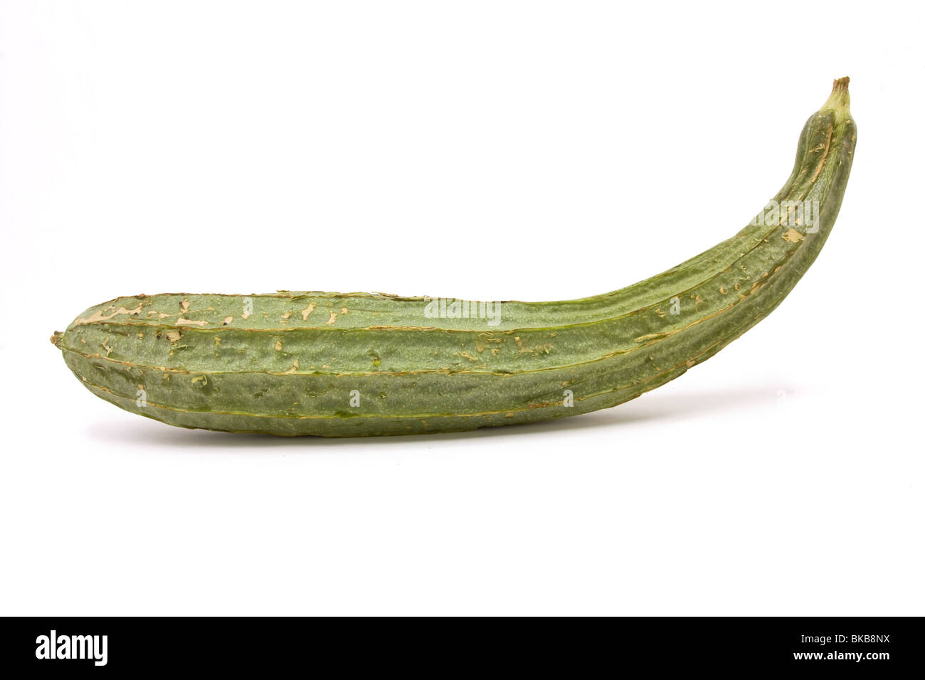 Raw Luffa Squash or Touria used in asian cooking or dried out to scrub your back. Stock Photo