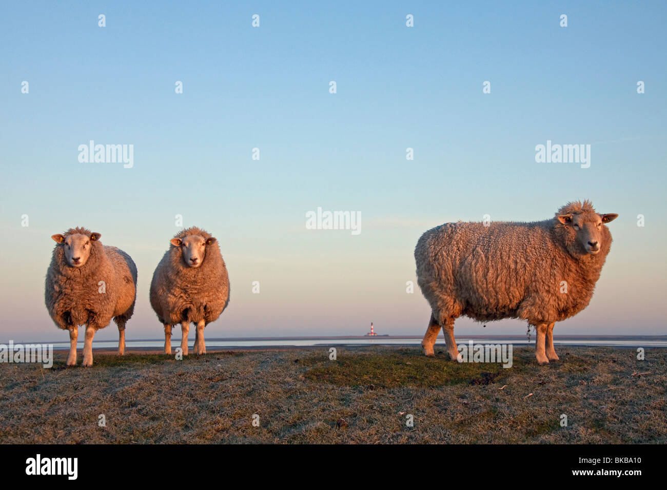 Domestic Sheep (Ovis ammon aries) with lighthouse Westerheversand on the far horizon. Stock Photo