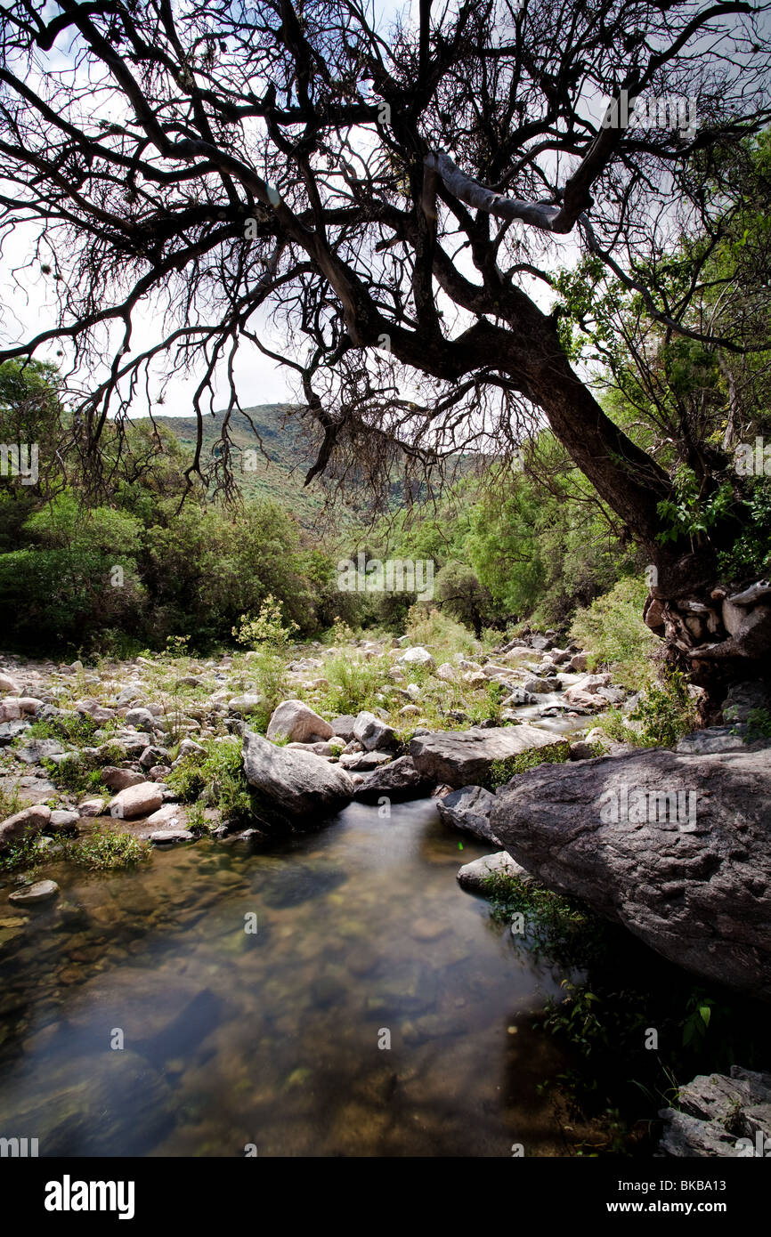 An almost floating tree in La Toma camping resort in Capilla del Monte,  Cordoba, Argentina, on the way to Huertas Malas Stock Photo - Alamy
