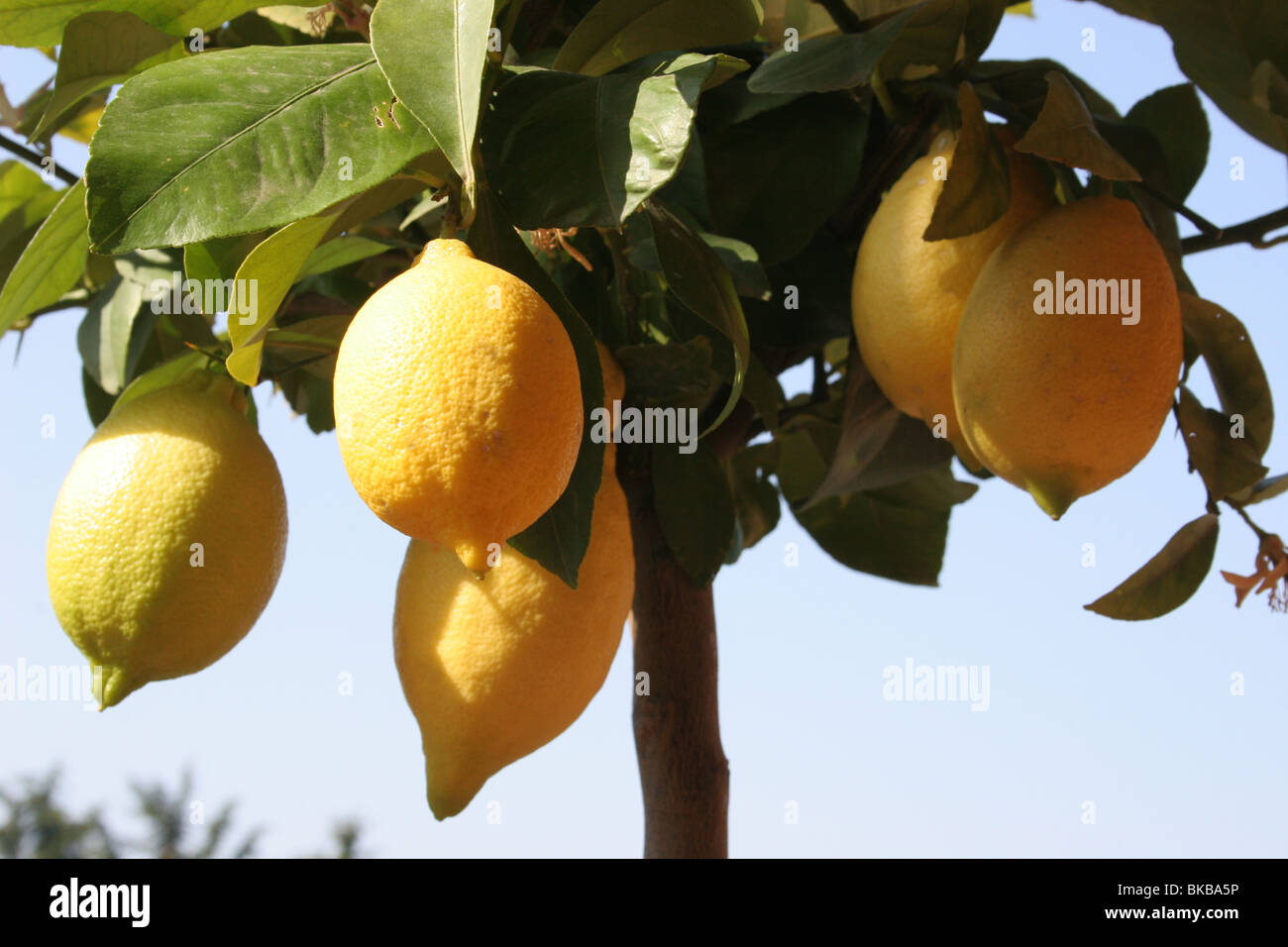 Lemons growing on a lemon tree Stock Photo Alamy